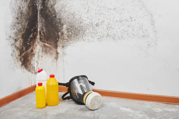 Certified Mold Removal in Merritt Park, NY
