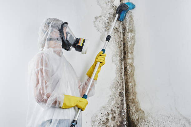 Best Commercial Mold Removal  in Merritt Park, NY