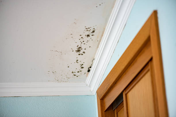 Best Mold Removal Near Me  in Merritt Park, NY