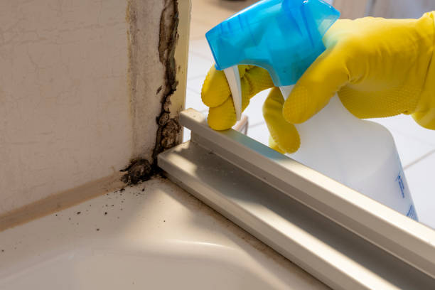 Best Residential Mold Removal  in Merritt Park, NY