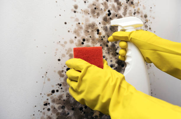 Trusted Merritt Park, NY Mold Removal Experts