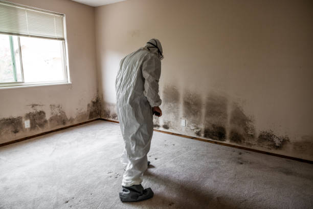 Best Toxic Mold Removal  in Merritt Park, NY