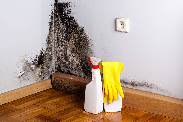 Best Professional Mold Removal  in Merritt Park, NY