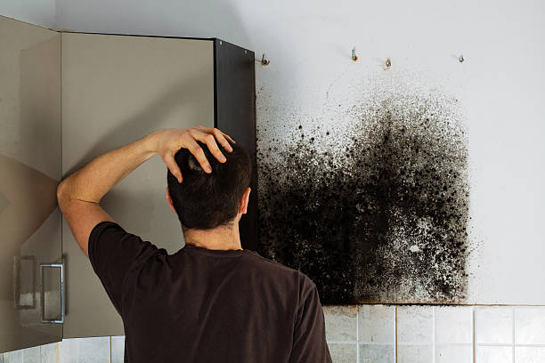 Best Affordable Mold Removal  in Merritt Park, NY