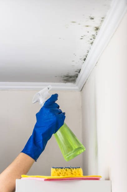 Best Emergency Mold Removal  in Merritt Park, NY