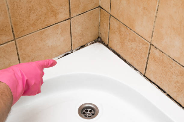 Best Mold Removal Company Near Me  in Merritt Park, NY