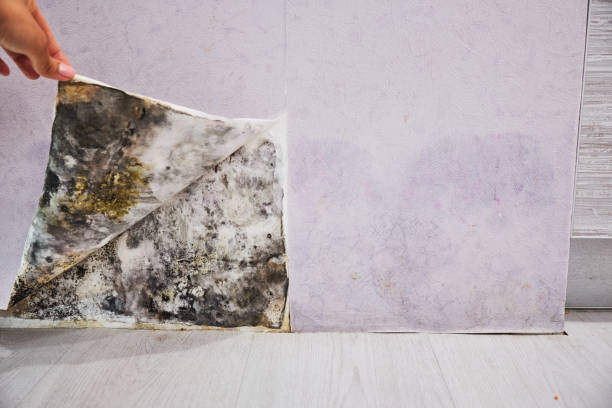 Best Water Damage Restoration  in Merritt Park, NY